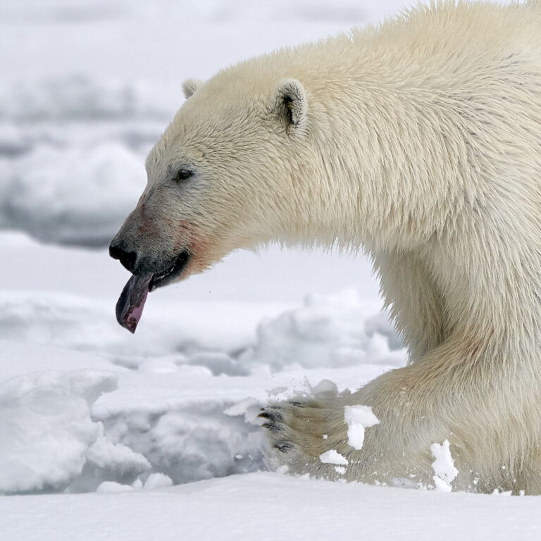 ‘Life Finds a Way’: Polar Bears Successfully Adapt Even Without As Much Sea Ice