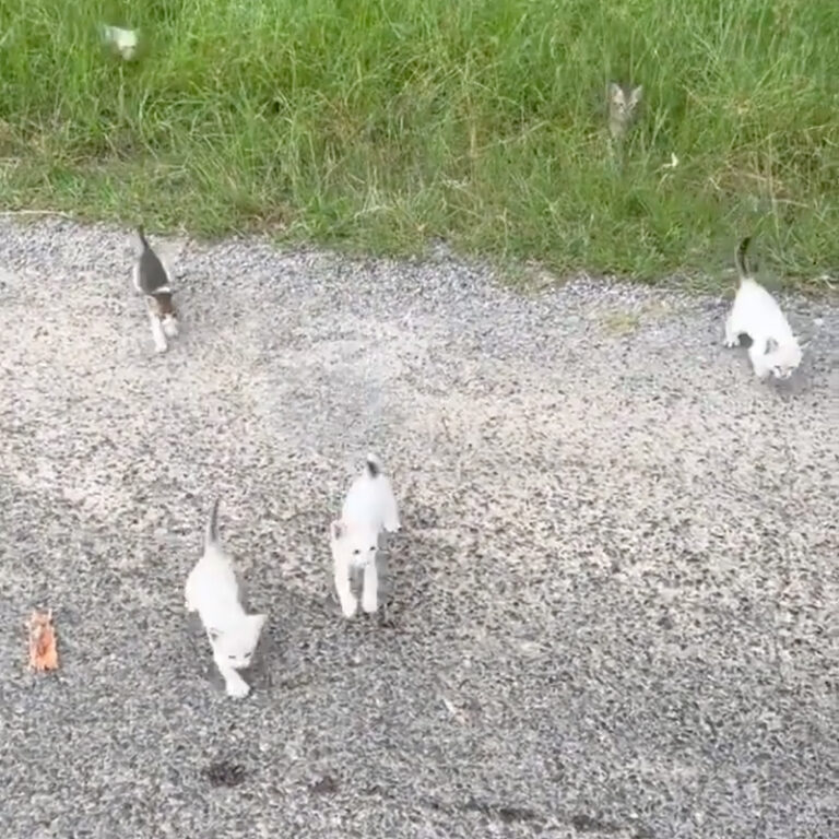 Man Goes to Rescue One Kitty and is ‘Ambushed’ By 12 More in a Roadside Meet – Video