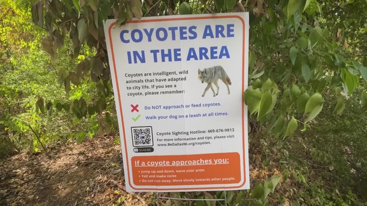 City officials warn of coyote sightings at North Dallas park, ask residents to call hotline