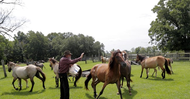 Feel-Good Friday: 4-H Auctioneer Mentors Children on the Value of Livestock and the Value of Life