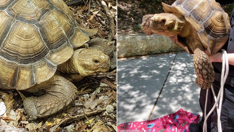 Giant African Spurred Tortoise visits SA park, but no one knows how it got there