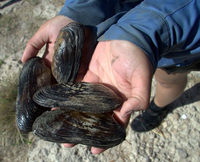 Fatmuckets and pimplebacks are helping clean Texas rivers