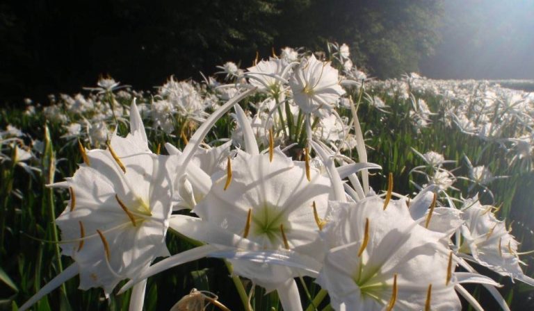 Toxic Coal Mine Becomes Wildlife Refuge Known For Rare White Lilies