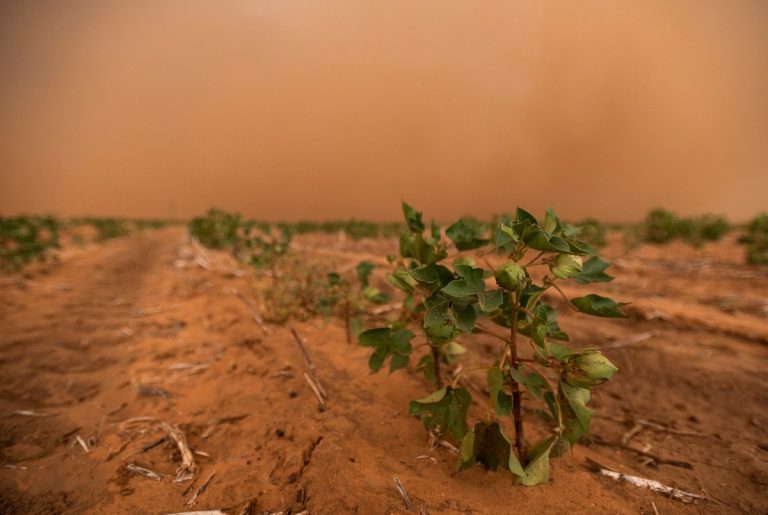 Texas’ cotton industry is facing its worst harvest in years — costing the state more than $2 billion