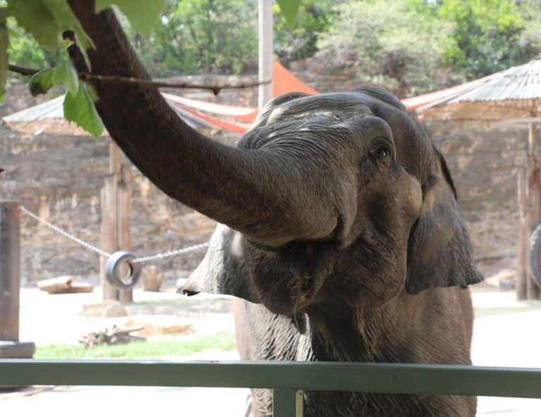 Visit the San Antonio Zoo on Friday for only $8 for World Elephant Day