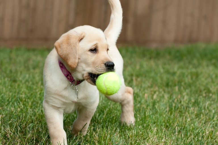 Bring Your dog to the San Antonio Botanical Garden through August