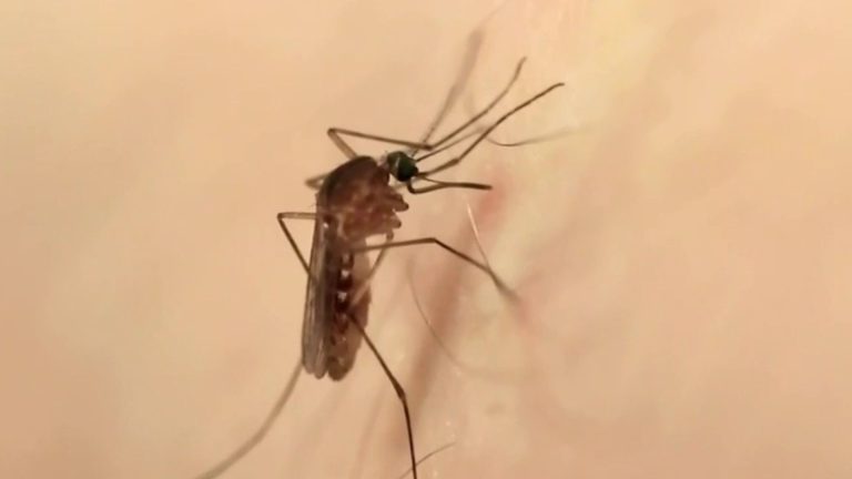 Mosquito pool in San Antonio tests positive for West Nile virus, Metro Health says