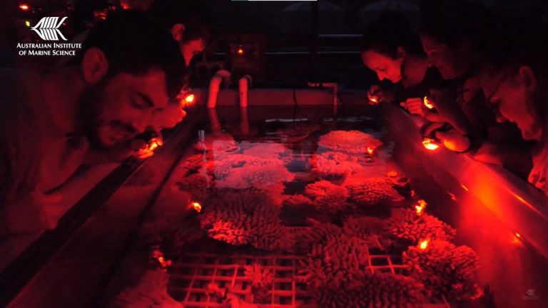 Scientists Breeding Corals for the Great Barrier Reef Achieved First-Ever Out-of-Season Spawning Event