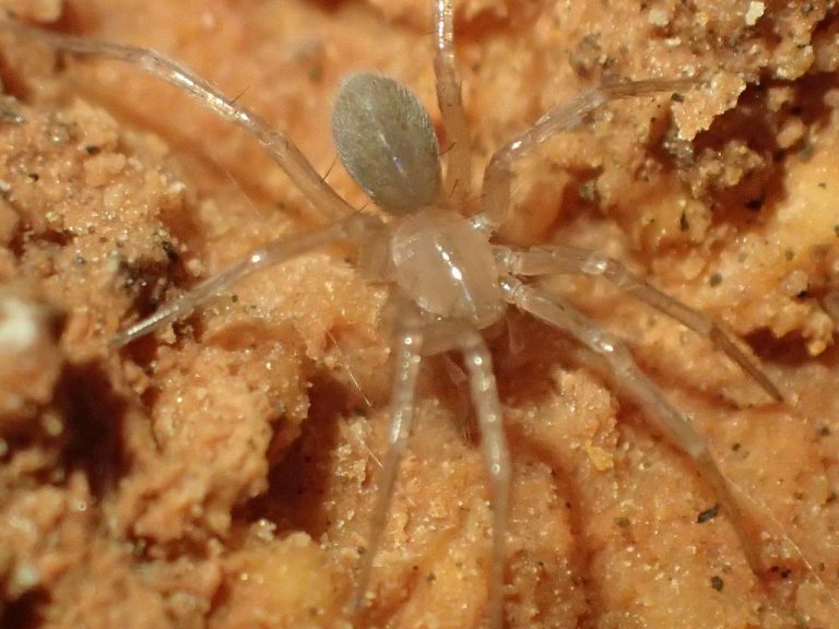 Bexar County spider to be removed from Endangered Species list after misidentification