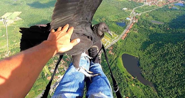 Vulture Soars Around a Paraglider Then Lands on His Lap – WATCH