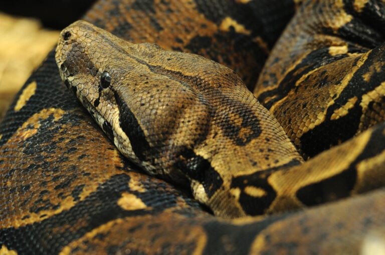 Slither over to the family-friendly Texas Reptile Expo in McQueeney