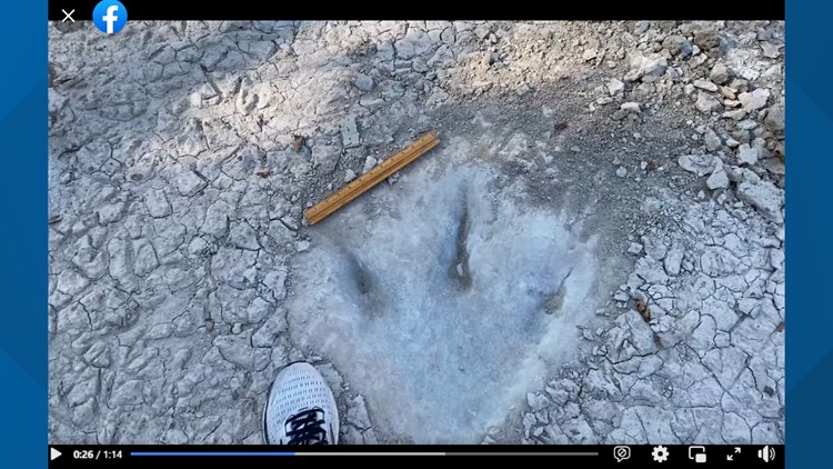 Large dinosaur tracks unearthed in dried-up Texas river