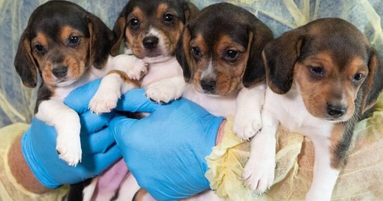 It’s Not Beatlemania, It’s Beaglemania—4,000 Puppies Rescued From Abusive Facility Now Available for Adoption