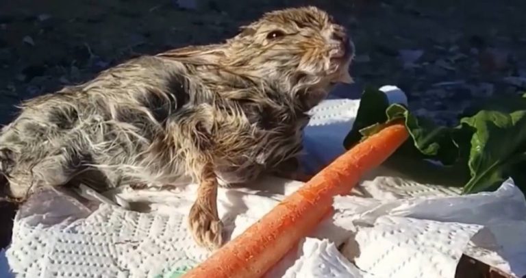 Man Saves Tiny Bunny From Drowning – Watch it Come Back to Life