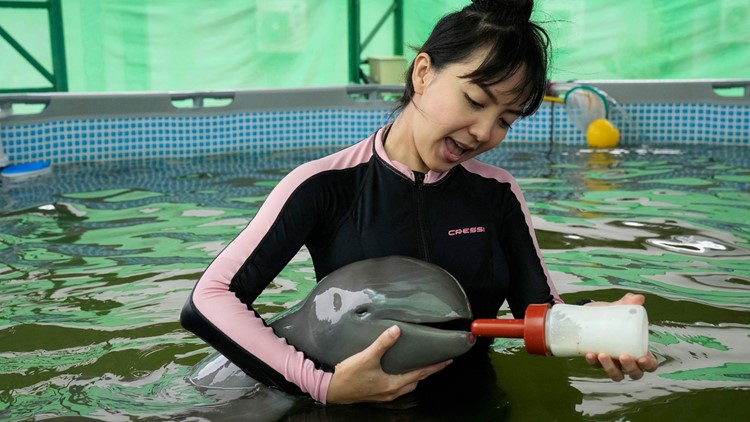 ‘Giving him a chance to live’: Volunteers help baby dolphin found in tidal pool