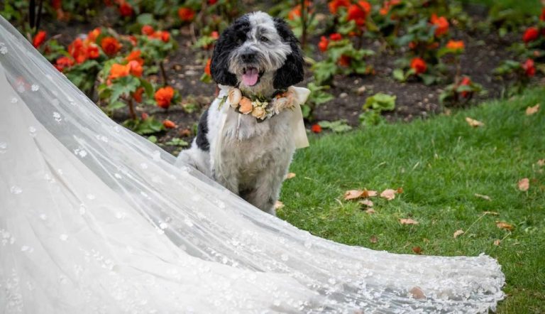 Two-Thirds of Dog Owners Want to Get Pets Involved in Their Wedding Day