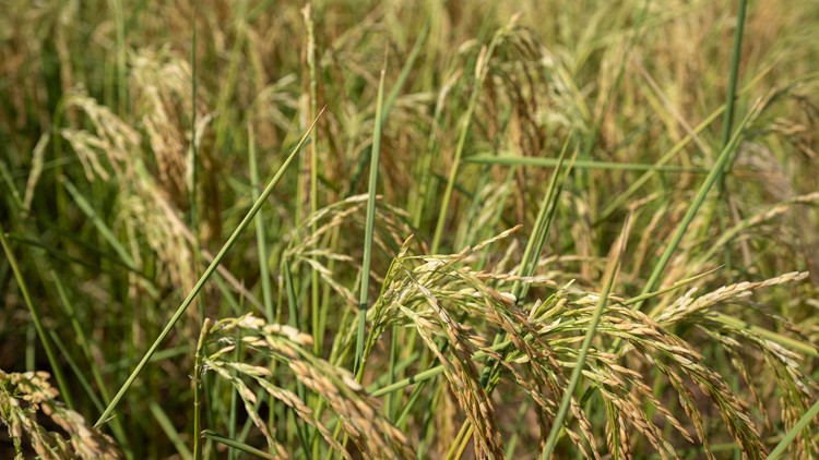 China plans cloud seeding to protect grain crop from drought