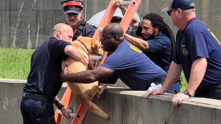 Texas firefighters rescue dog from empty reservoir at water treatment plant