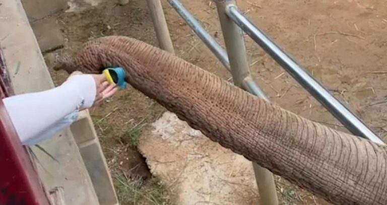 Watch Elephant Give Back a Child’s Shoe That Fell Into Zoo Enclosure – SO SWEET