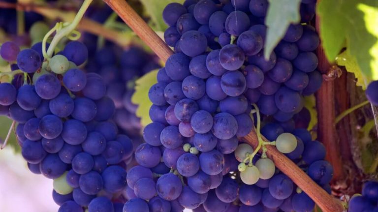 Snacking on Grapes May Add 4-5 Years to Lifespans of Those Who Regularly Eat Fast Food