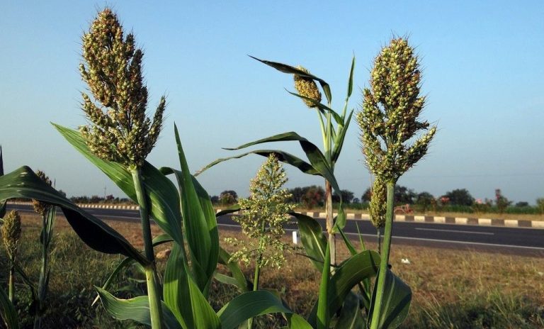 Farmer Thrives by Growing Gluten-free Grain Needing No Water During Drought