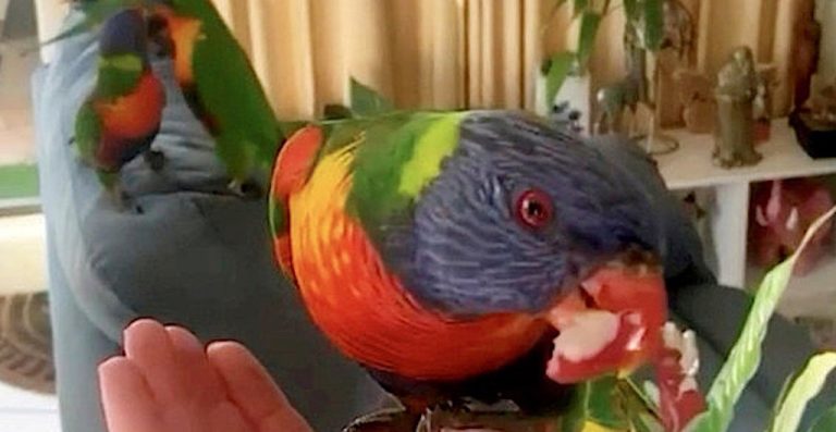 Couple Now Gets Daily Visits From Wild Lorikeet Birds That Broke in a Year Ago