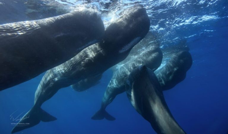 A New Detection System Could Save Sperm Whales From Ship Strikes