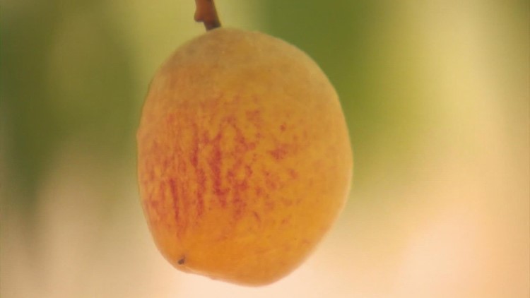 Texas drought has led to fewer but sweeter peaches