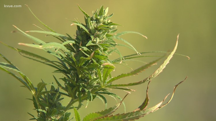 Hemp has been legal in Texas for three years. This summer put its profitability to the test