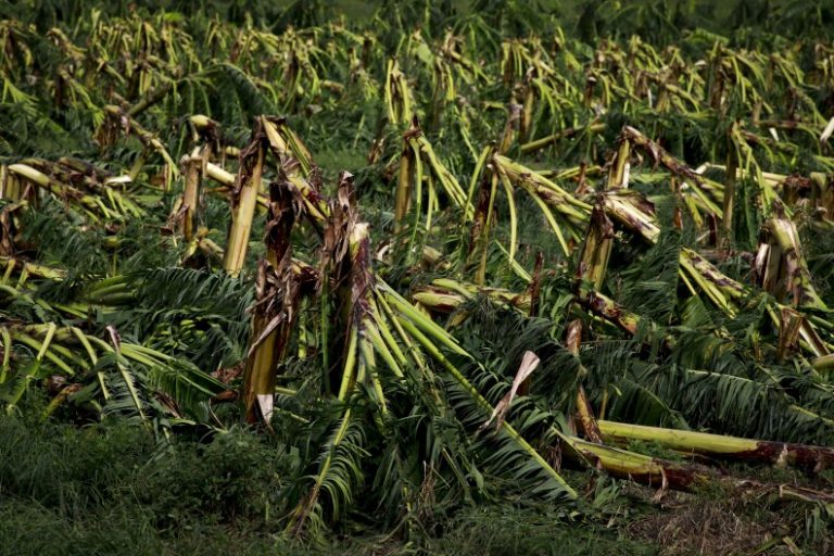 Fiona destroyed most of Puerto Rico’s plantain crops — a staple for people’s diet