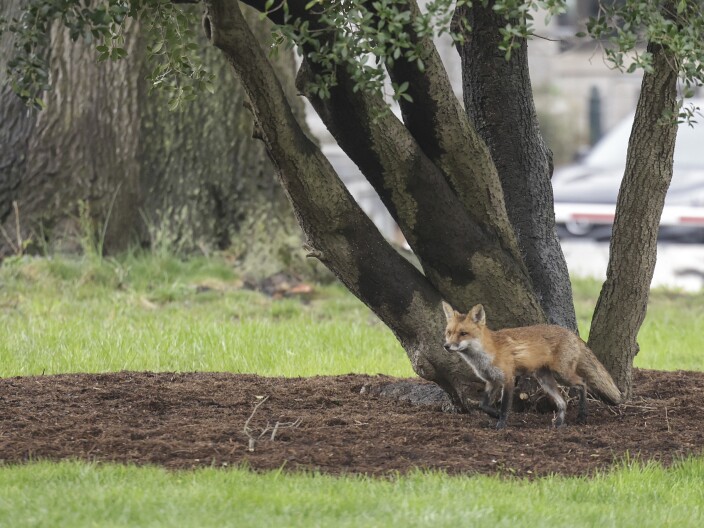 After being bitten by a rabid fox, a congressman wants cheaper rabies treatments