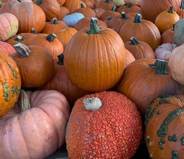 Oktoberfest opens in Fredericksburg, and pumpkin patches sprout in San Antonio