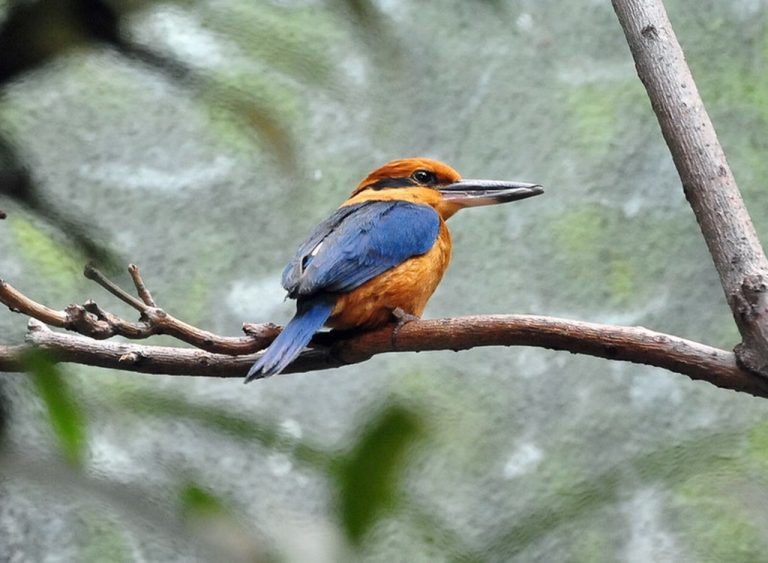 The Guam Kingfisher Could Soon Return to the Wild After a 30-Year Absence Thanks to Ambitious Scientists