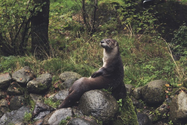 Otterly amazing! River otter spotted in Spring Branch is ‘fairly rare’