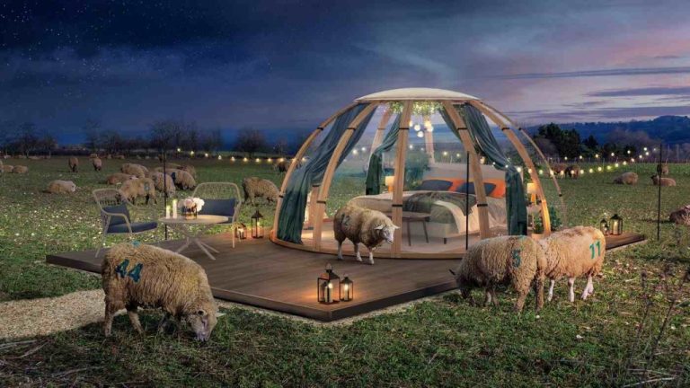 UK Residents Can Win a Good Night’s Sleep in World’s First BnB to Offer Actual Sheep-Counting