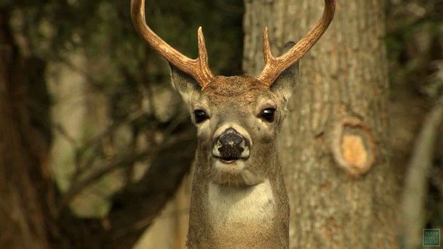 ‘Zombie deer disease’ discovered in Texas Hill Country