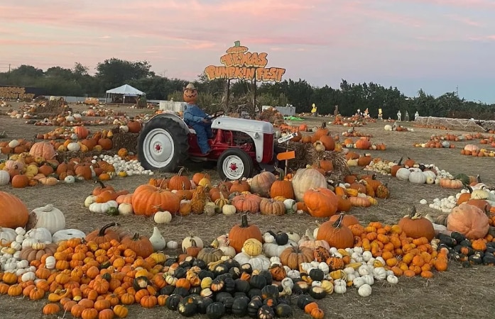 Texas-sized pumpkin festival will feature 750,000 pounds of gourds