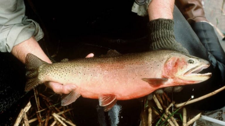 Colorado’s State Fish, Once Considered Extinct, is Now Reproducing Naturally in Native Waters