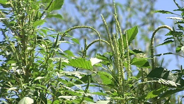 Why ragweed has beaten the drought, making life miserable for allergy sufferers