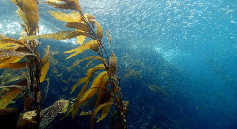 Australia’s Ocean Kelp Forest is Growing at Light Speed–Rivaling the Mighty Amazon for Absorbing CO2