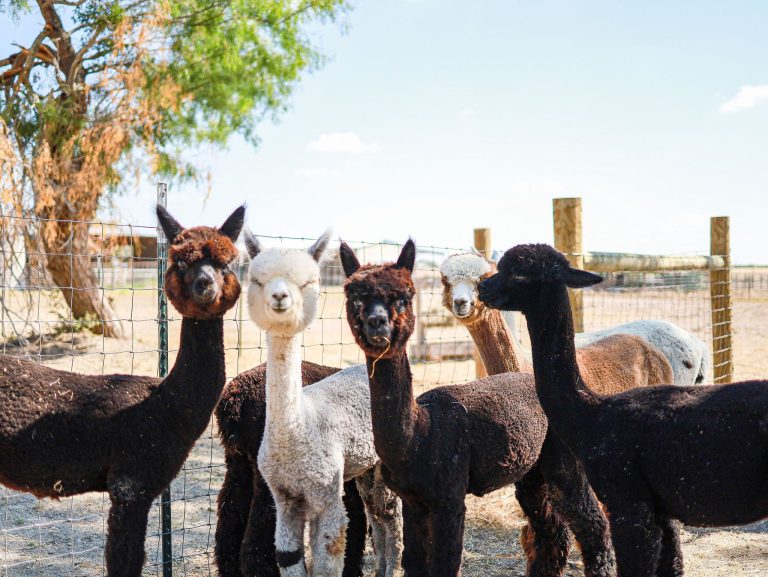 Alpaca pumpkin patch, fall festival opening in Floresville this fall