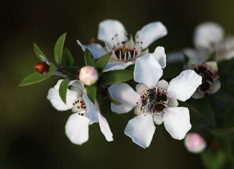 Manuka Honey Could Help to Clear Deadly Bacteria Which Cause Cystic Fibrosis