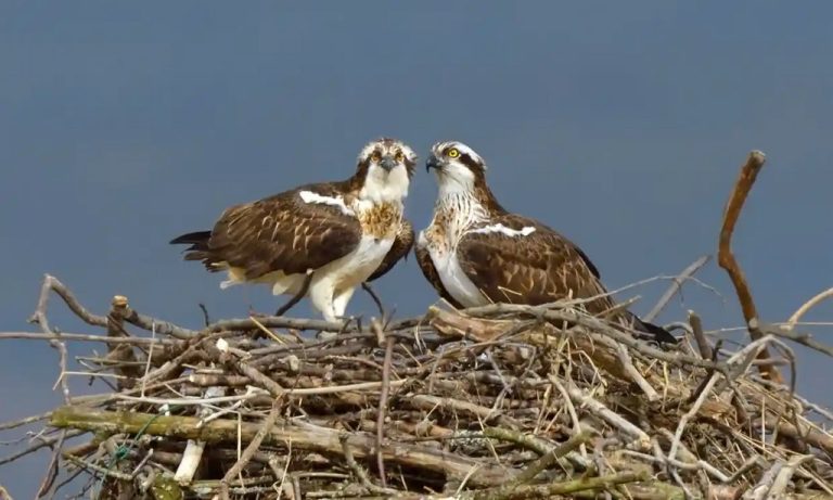 Ospreys Hunted to Extinction Are Now Breeding Across England for First Time in 200 Years: ‘A Tremendous Success’