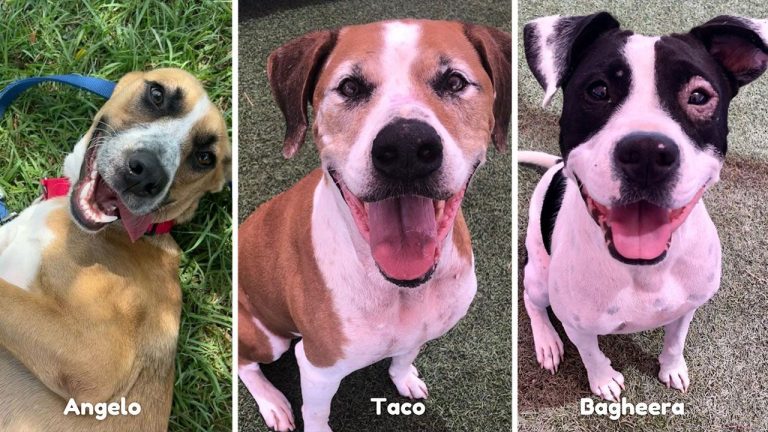 ‘We Like Big Mutts’ adoption special will offer heavy discounts for big dogs this weekend