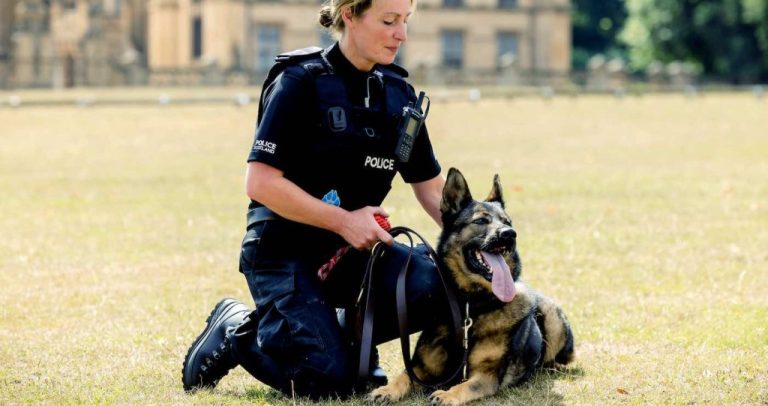 Police Dog That Saved 38 Lives During 8-year Career is Honored for Bravery–And Now Gets to Play on the Beach