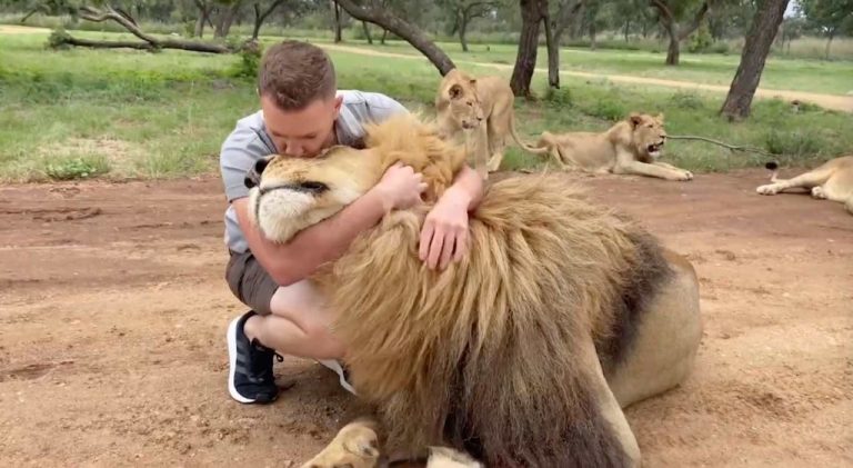 Safari Park Worker is Best Friends With Lion That He’s Cuddled and Pampered For Years – WATCH