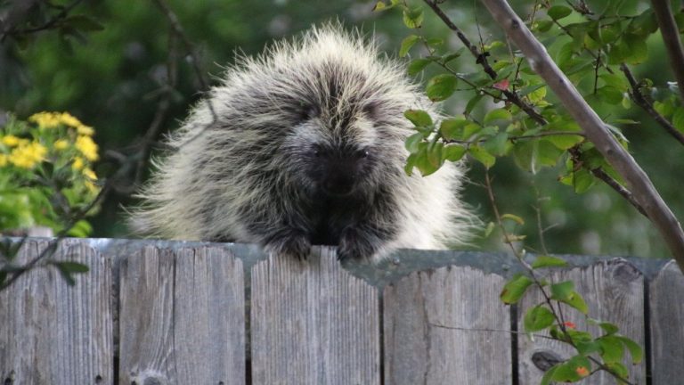 Schertz family has an ‘exciting’ encounter with a porcupine walking along their fence