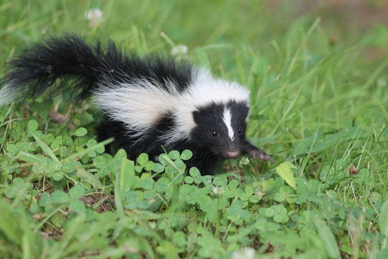 Skunk sightings could increase as animals bulk up for winter, officials say