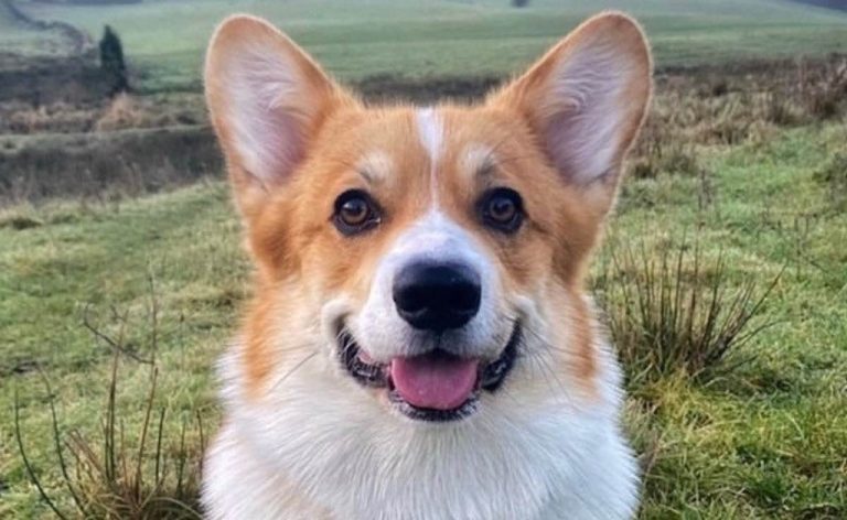 Dog Owner Shocked to Discover Her Pet is the Brother of One of The Queen’s Corgis