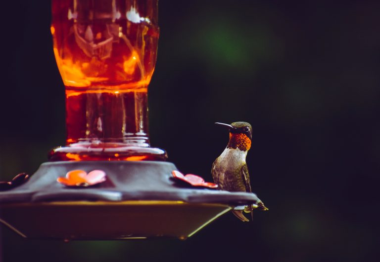 Hummingbirds are migrating through Texas right now, watch out for bully birds